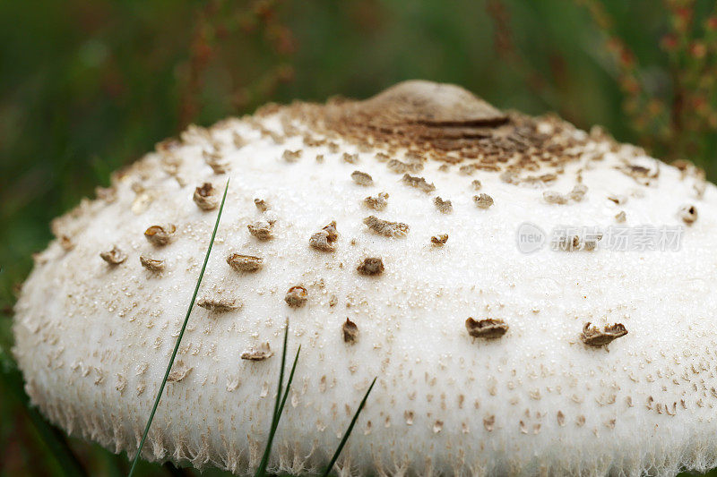 大阳伞蘑菇(Macrolepiota procera)细节